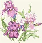 (image for) Iris Portrait